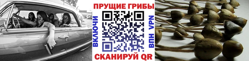 Псилоцибиновые грибы Psilocybe  магазин    Вышний Волочёк 